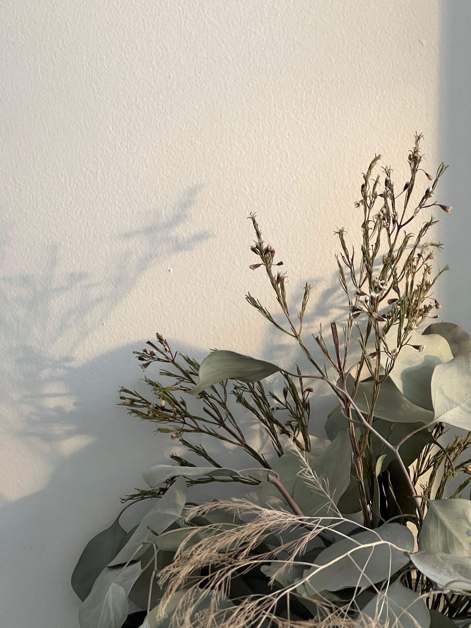 Soft botanical shadows on a sunlit wall
